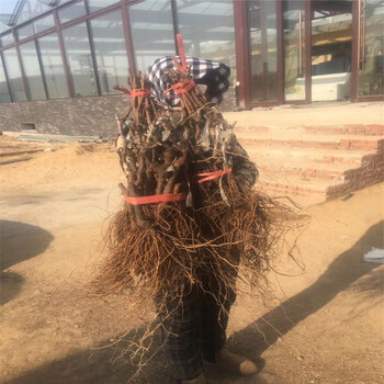 蘇仙區陽光玫瑰葡萄苗種植技術指導