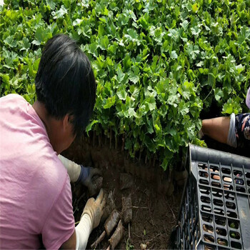 柘榮縣新品種葡萄苗100棵起售