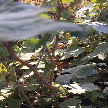 新源縣玫瑰香葡萄苗品種