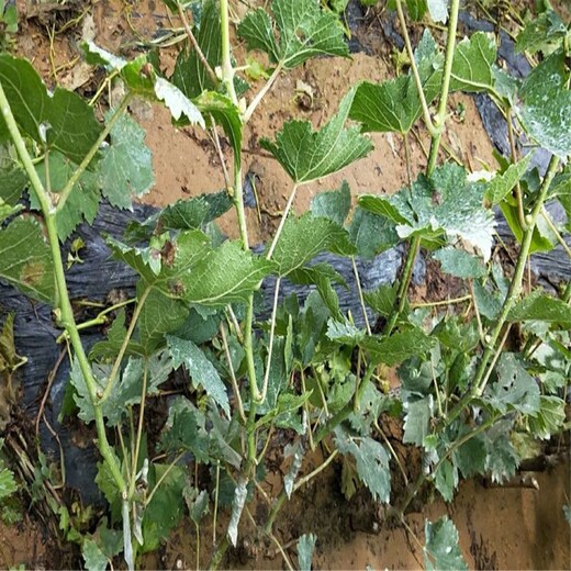 全南縣玫瑰香葡萄苗種植技術(shù)指導(dǎo)