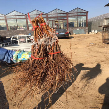 北辰區(qū)玫瑰香葡萄苗種植示范基地