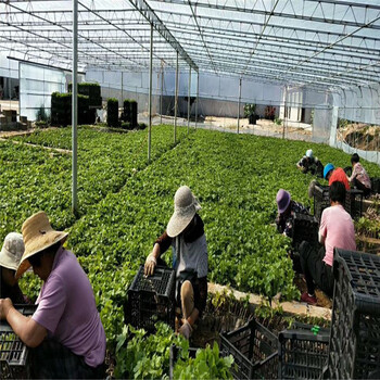 北辰區(qū)玫瑰香葡萄苗種植示范基地