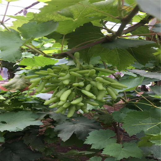蘇仙區(qū)赤霞珠葡萄苗種植技術(shù)指導(dǎo)