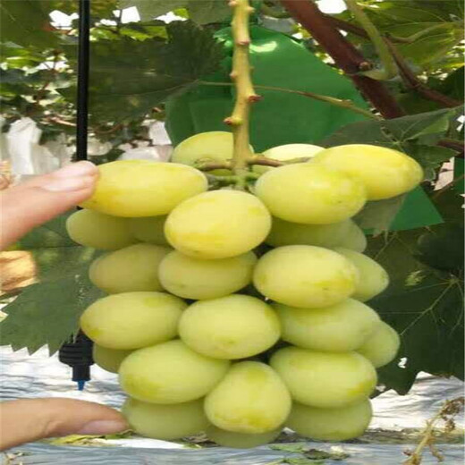 塔河县新品种葡萄苗价格行情