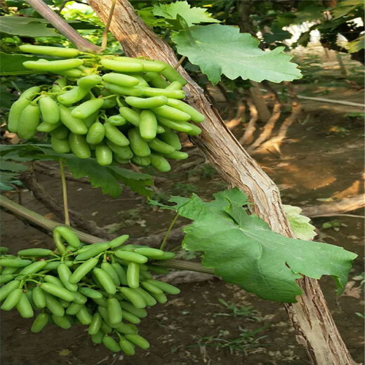 凤阳县夏黑葡萄苗规格