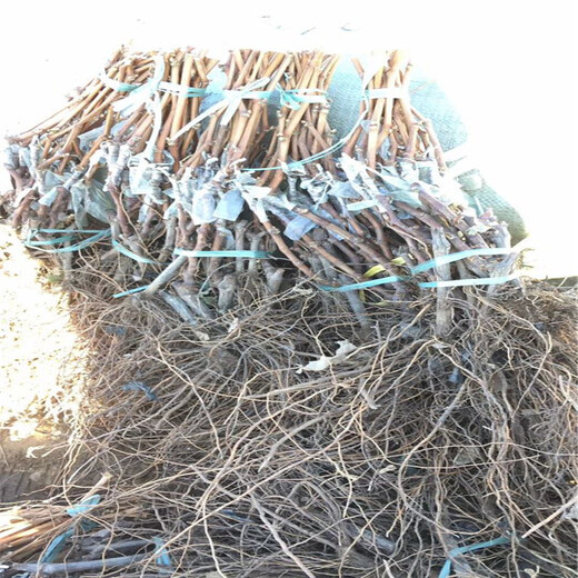 安溪縣新品種葡萄苗歡迎前來咨詢