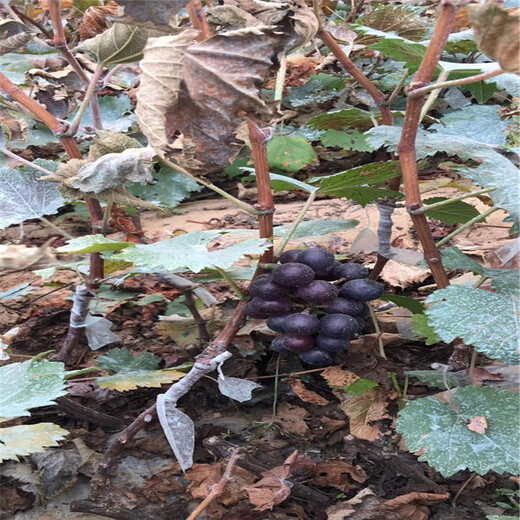 同心縣嫁接葡萄苗什么時候種植好