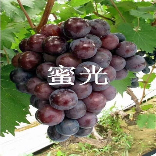呼瑪縣陽(yáng)光玫瑰葡萄苗豐產(chǎn)量產(chǎn)
