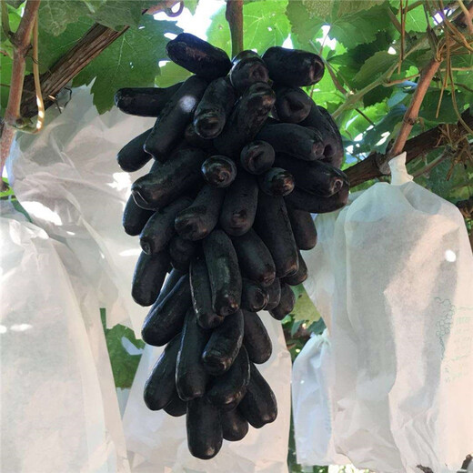 柯城區(qū)扦插葡萄苗批發(fā)價格