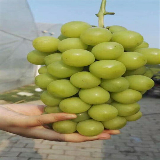 大港區夏黑葡萄苗廠(chǎng)家