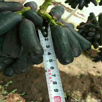 合江縣葡萄苗提供技術(shù)
