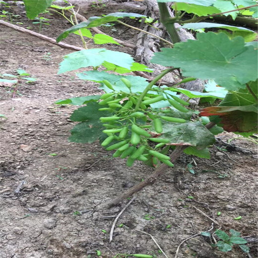 博野縣嫁接葡萄苗超