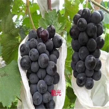 臨海市新品種葡萄苗幾年結(jié)果