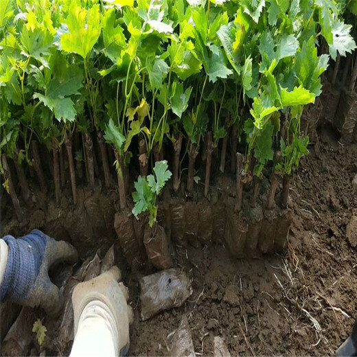 銅鼓縣嫁接葡萄苗種植示范基地