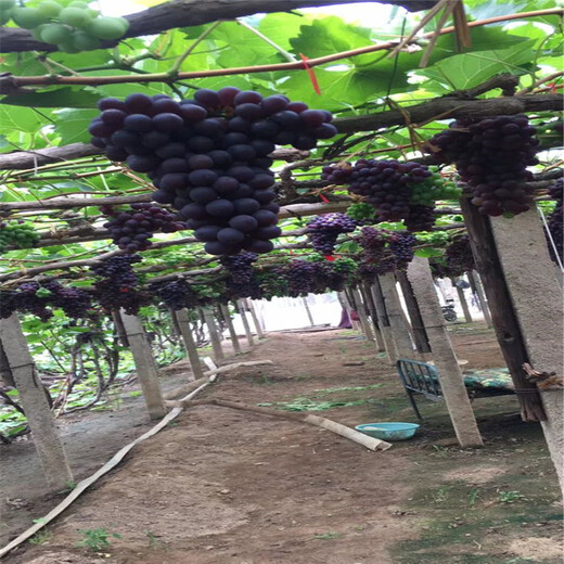河东区扦插葡萄苗种植方法