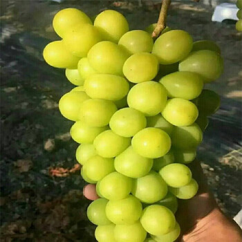 松北區夏黑葡萄苗1棵多少價格