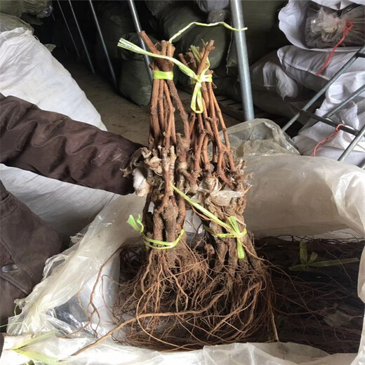 西安區(qū)赤霞珠葡萄苗種植示范基地
