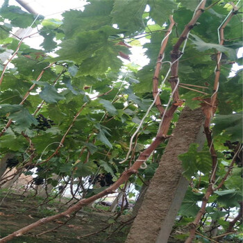西安區玫瑰香葡萄苗種植示范基地
