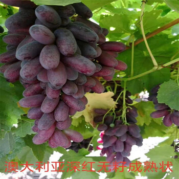 西安區玫瑰香葡萄苗種植示范基地