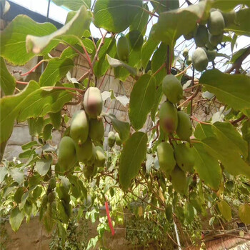 蒸湘区软枣猕猴桃树苗种植示范基地