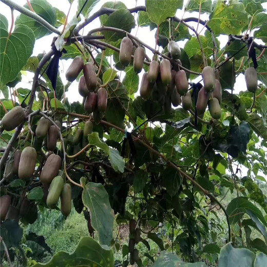 趙縣新品種軟棗獼猴桃種植示范基地