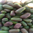 炉霍县新品种软枣猕猴桃种植方法图片