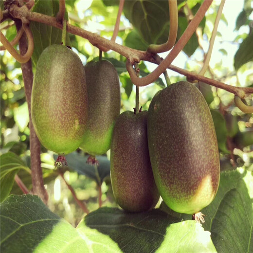 宜黄县新品种软枣猕猴桃提供技术