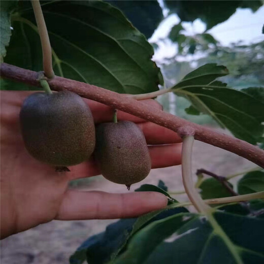 玛纳斯县嫁接软枣猕猴桃种植方法