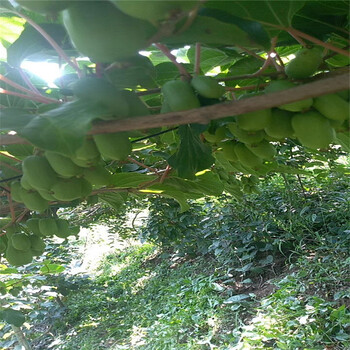 南开区软枣猕猴桃树苗一亩地需要