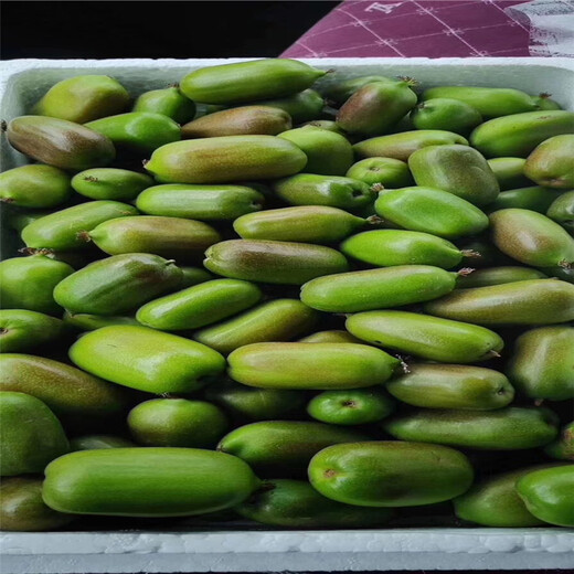 趙縣軟棗獼猴桃苗種植示范基地