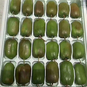 開縣軟棗獼猴桃樹苗批發(fā)價格查詢