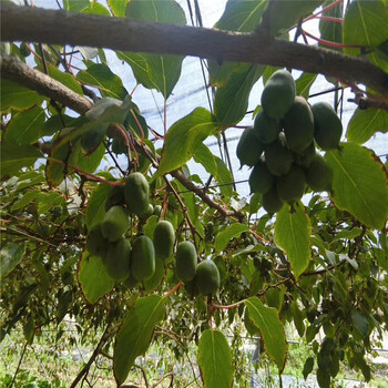 赵县嫁接软枣猕猴桃种植示范基地