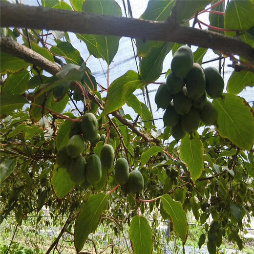 都江堰市软枣猕猴桃什么时候种植好