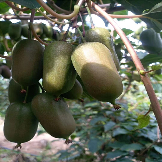 盐山县嫁接软枣猕猴桃种植示范基地