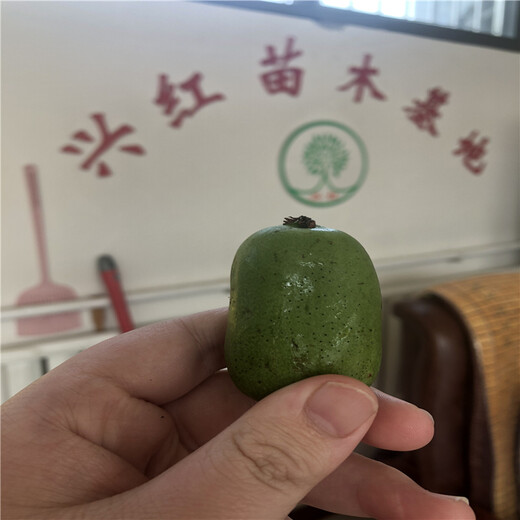 珠暉區(qū)新品種軟棗獼猴桃種多少