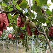 新城子区软枣猕猴桃树苗种植技术指导图片