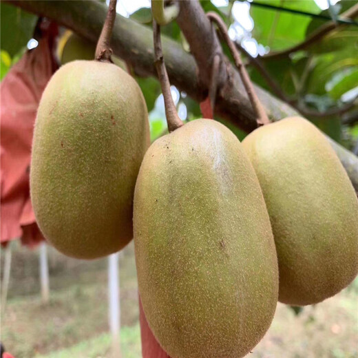 崇阳县嫁接软枣猕猴桃种植示范基地