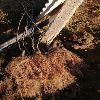 大關縣嫁接軟棗獼猴桃保姆式扶持