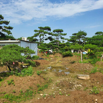 4米高造型油松價(jià)格多少錢一顆