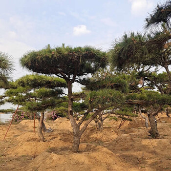 4米高造型油松價(jià)格多少錢一顆