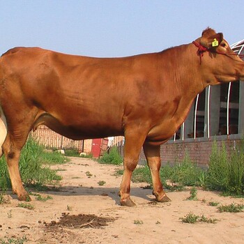 营养均衡的饲料配方:牛羊催肥的关键