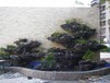 海拉尔假山,数码水帘喷泉设计精美
