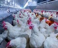 河南平养白羽肉鸡42天出栏是不是激素鸡养殖场一般用什么喂养肉鸡