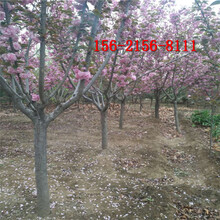 櫻花樹,5公分8公分10公分早櫻12公分晚櫻圖片