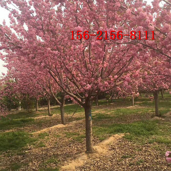 樱花树5、8、10公分樱花树参考15公分-18公分高杆樱花