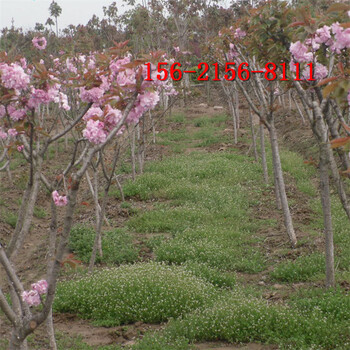 樱花树5、8、10公分樱花树参考15公分-18公分高杆樱花