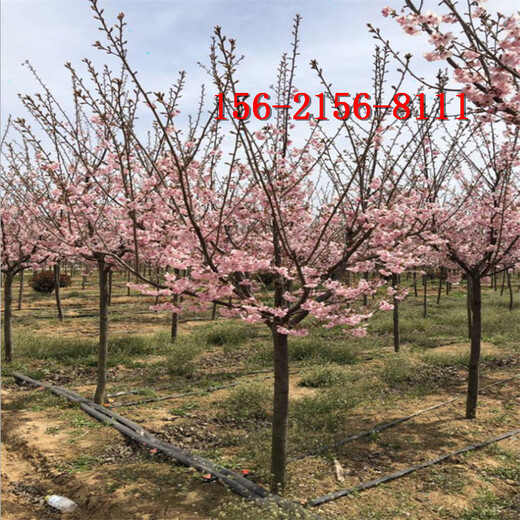 樱花树-树形优美-价格优惠15公分18公分20公分樱花树