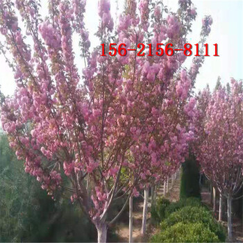 樱花树苗3公分4公分早樱-5公分高杆樱花树