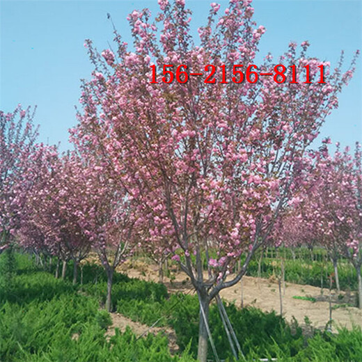 樱花基地-规格9公分10公分15公分早樱-高杆樱花树