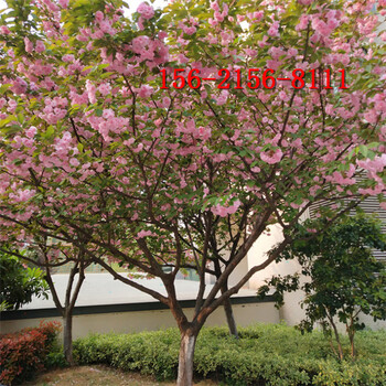 樱花树苗5-8-10-15公分高杆樱花
